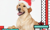 It’s Time for You and Your Furry Best Friend to Shine for this Holiday Season!