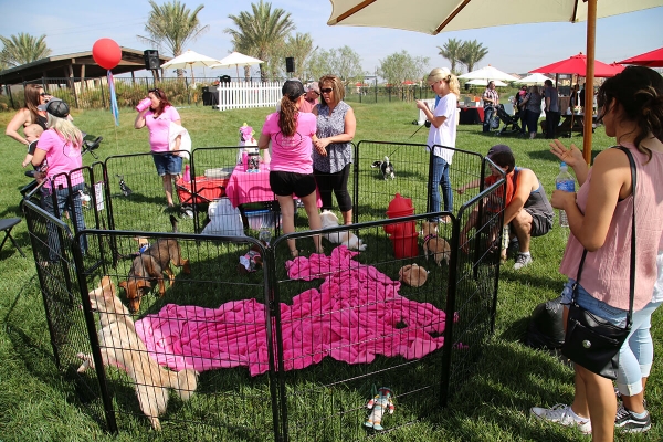 Paws in the Park Event
