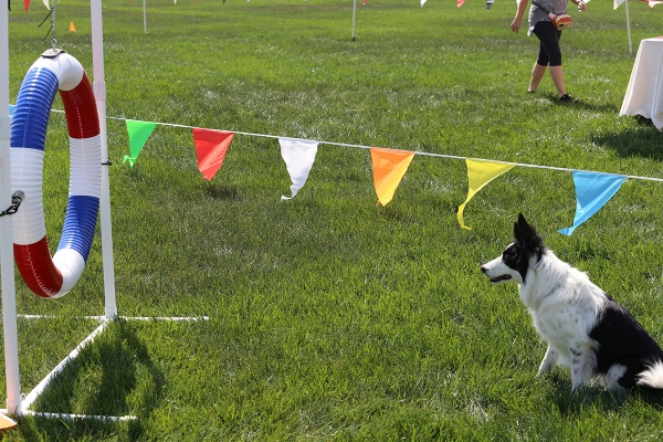 Paws in the Park Event