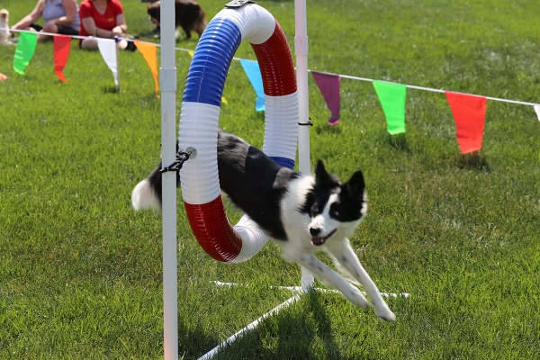 Paws in the Park Event